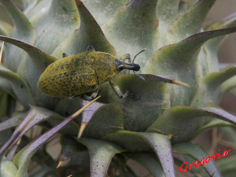 Larinus cynarae - No. Lixus umbellatarum